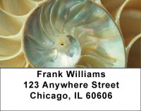 Sweet Shells Address Labels | LBQBC-43