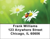 Daisy And Ladybugs Address Labels