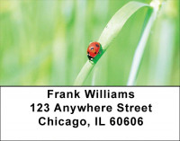 Ladybug Garden Address Labels | LBQBC-87