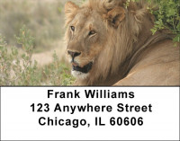 Lions King Of The Jungle Address Labels
