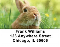 Bunny Springtime Address Labels