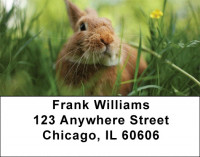 Bunny Springtime Address Labels | LBQBD-13