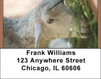 Grazing Sheep Address Labels