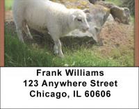 Grazing Sheep Address Labels | LBQBD-33