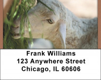 Grazing Sheep Address Labels | LBQBD-33
