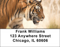 Tiger Portraits Address Labels