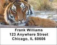 Tiger Portraits Address Labels | LBQBD-38