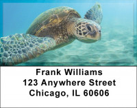 Sea Turtles Address Labels | LBQBD-41