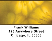 Transparent Address Labels | LBQBM-47