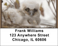 Owl Portraits Address Labels | LBQBR-74