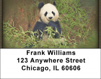 Panda Bears Address Labels | LBZANI-11
