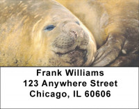 Elephant Seals and Sea Lions Address Labels | LBZANI-70
