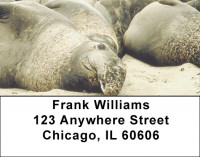 Elephant Seals and Sea Lions Address Labels | LBZANI-70