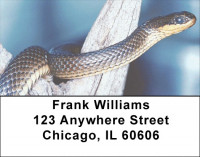 Slithering Serpents Address Labels | LBZANJ-04
