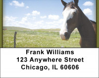 Horses Address Labels | LBZANJ-33