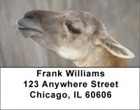 Llama Address Labels | LBZANJ-38