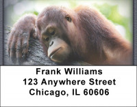 Orangutan Address Labels