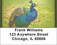 Peacock Parade Address Labels | LBZANJ-53