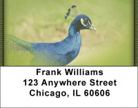 Peacock Parade Address Labels | LBZANJ-53