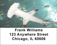 Shark Infested Waters Address Labels | LBZANJ-64