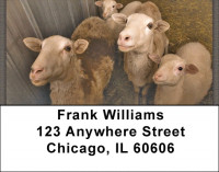 Counting Sheep Address Labels | LBZANJ-65