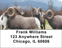 Big Horn Sheep Address Labels | LBZANJ-66