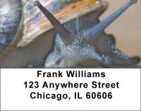 Snails On Parade Address Labels | LBZANJ-71