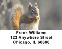 Squirrel Antics Address Labels | LBZANJ-73