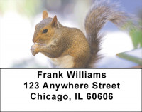 Squirrel Antics Address Labels | LBZANJ-73
