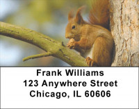 Squirrel Time Address Labels | LBZANJ-74