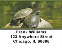 Box Turtles Address Labels | LBZANJ-83