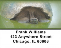 Giant Turtles Address Labels