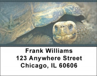 Giant Turtles Address Labels | LBZANJ-84