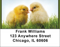 Spring Chicks Address Labels | LBZANK-13