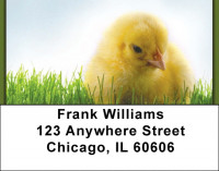 Spring Chicks Address Labels | LBZANK-13