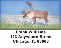 Caribou Address Labels | LBZANK-24
