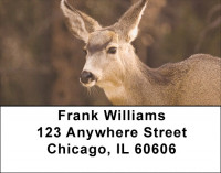 Deer Closeups Address Labels | LBZANK-31