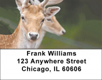 Deer Closeups Address Labels | LBZANK-31