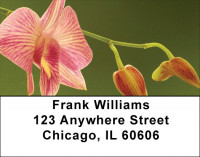Colors In Bloom Address Labels | LBZFLO-10