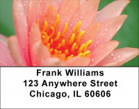 Lotus Rainbow Address Labels | LBZFLO-29