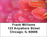 Dewey Colors Address Labels | LBZFLO-38