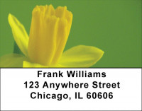 Mellow Yellow Address Labels | LBZFLO-49