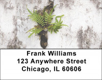 Fern On Walls Address Labels | LBZNAT-46