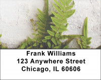 Fern On Walls Address Labels | LBZNAT-46