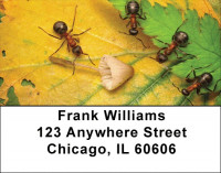 Fern With Insects Address Labels | LBZNAT-49