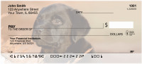 Labrador Puppies Personal Checks | QBB-69