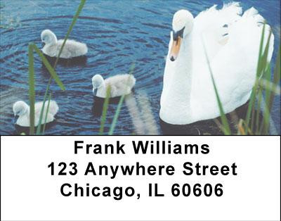 Ducklings in Spring Address Labels | LBANI-63