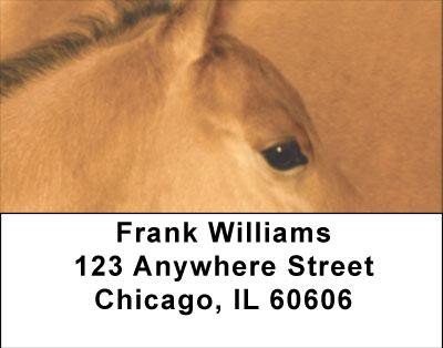 Horses Up Close and Personal Address Labels | LBANI-83
