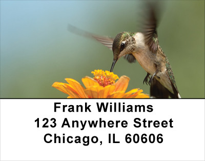 Out For A Spin Address Labels | LBANJ-16