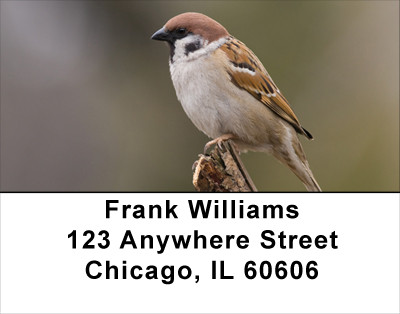 Sparrow Simplicity Address Labels | LBANJ-20